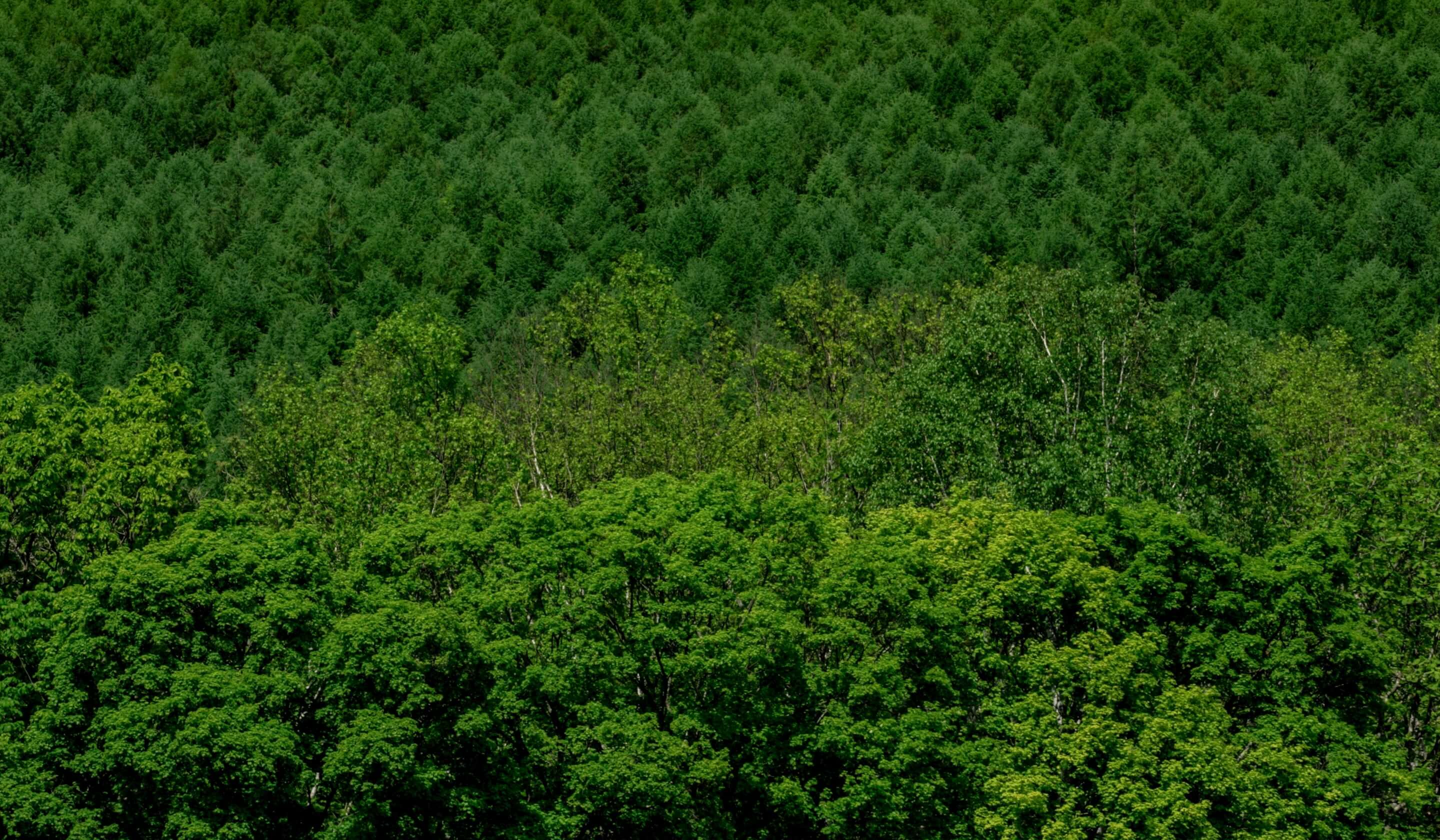 北海道下川町の森林