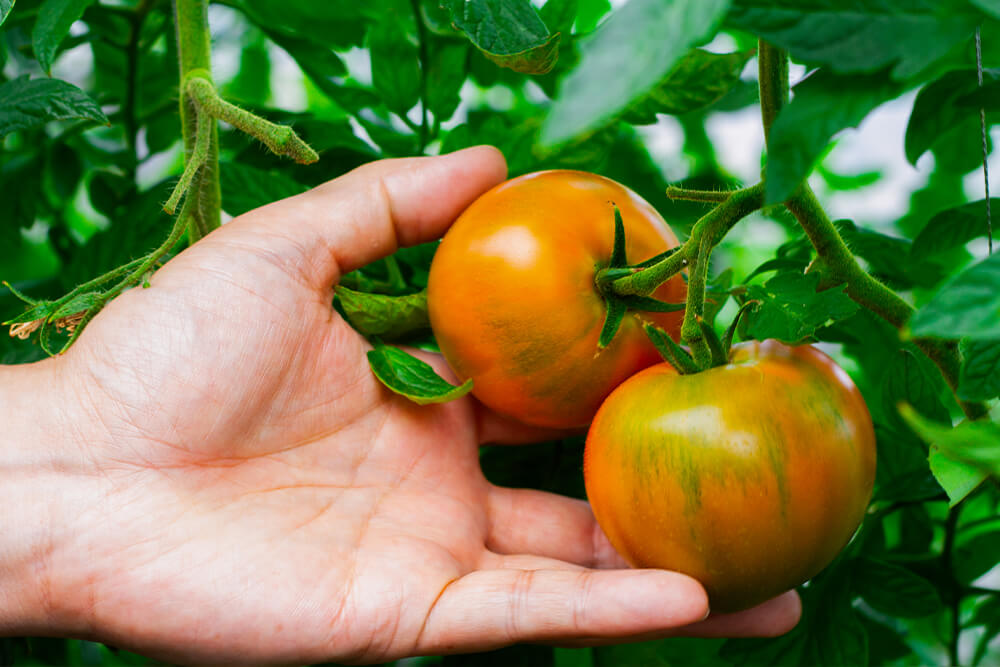 高糖度フルーツトマト「プレシャス」のイメージ01