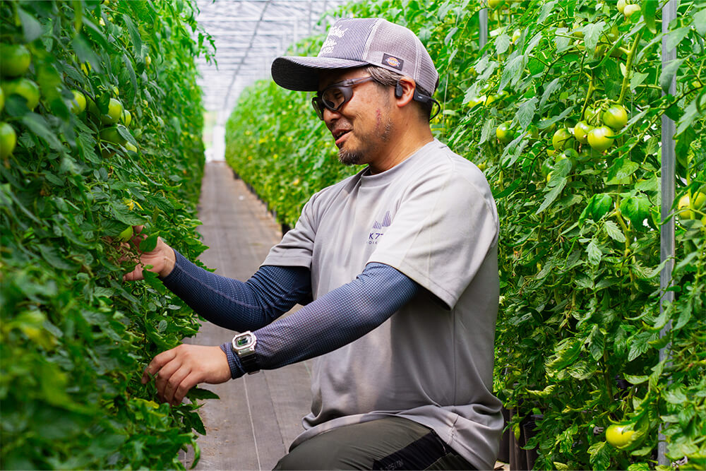 高糖度フルーツトマト「プレシャス」のイメージ02