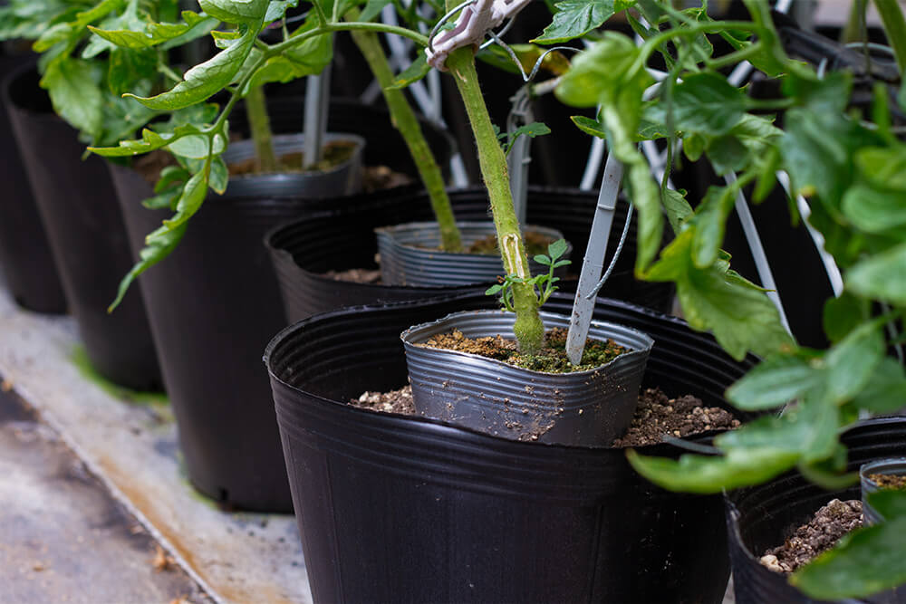 高糖度フルーツトマト「プレシャス」のイメージ03