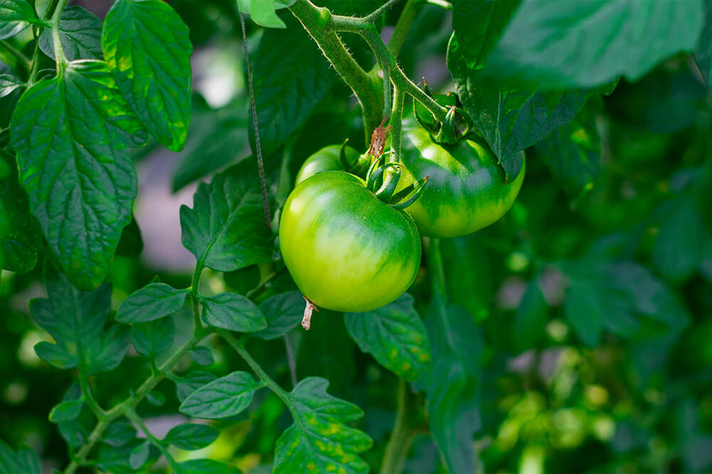 高糖度フルーツトマト「プレシャス」のイメージ04